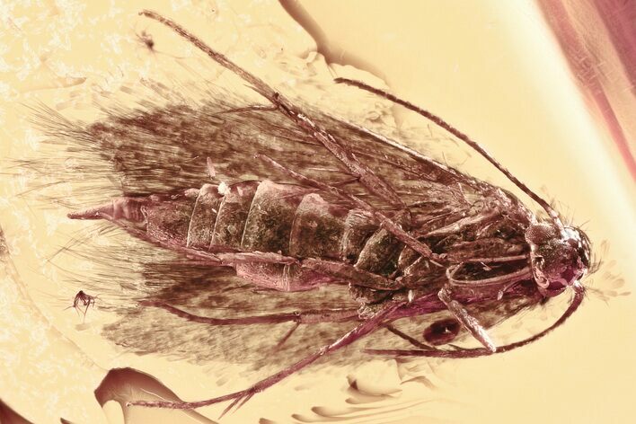 Detailed Fossil Moth and Crane Fly in Baltic Amber #343229